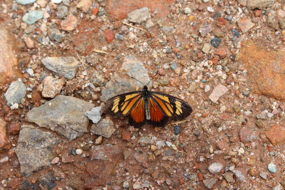 Insect animal wing