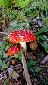 Forest toxic foam