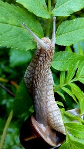 Nature live outdoor