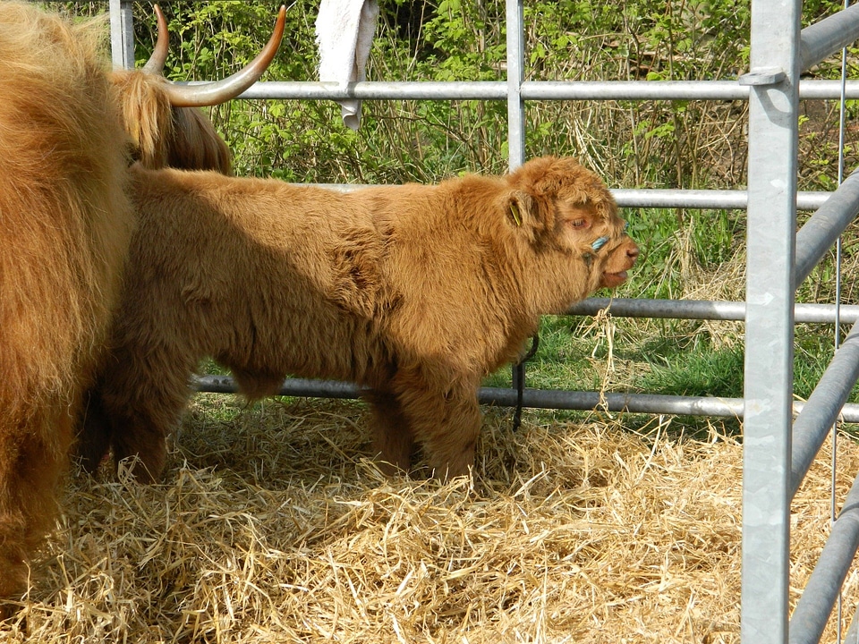 Scotland show livestock photo