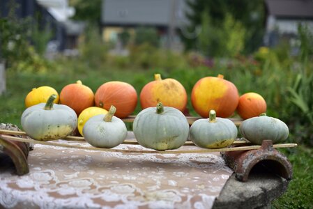 Pumpkins pumpkin butternut squash vegetables photo