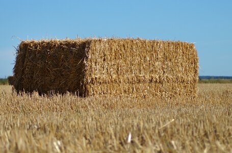 Straw agriculture harvest photo