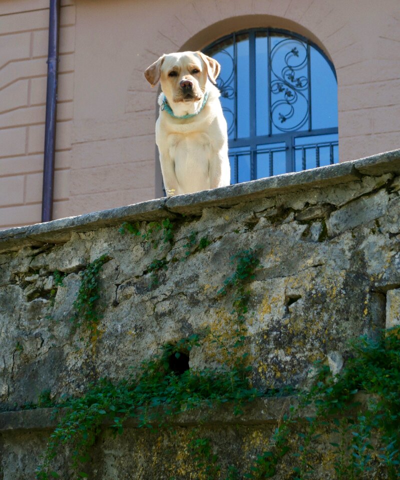 Watch guard animal
