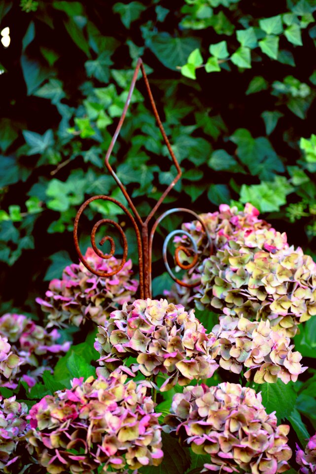 Flowers garden plant