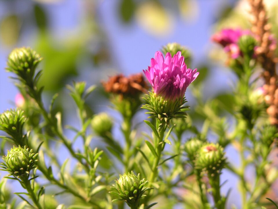 Bloom nature summer