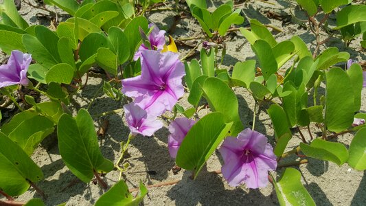 Ground petals lavender