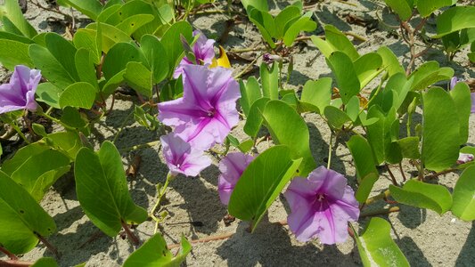 Ground petals lavender photo