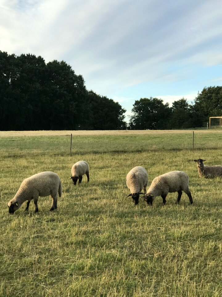 Natural sheep expensive