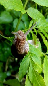 Outdoor nature food