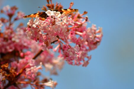 Flower garden photo