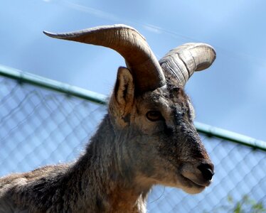 Zoo animals goat photo