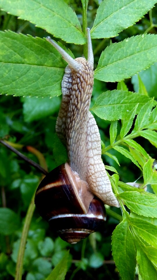 Nature live outdoor