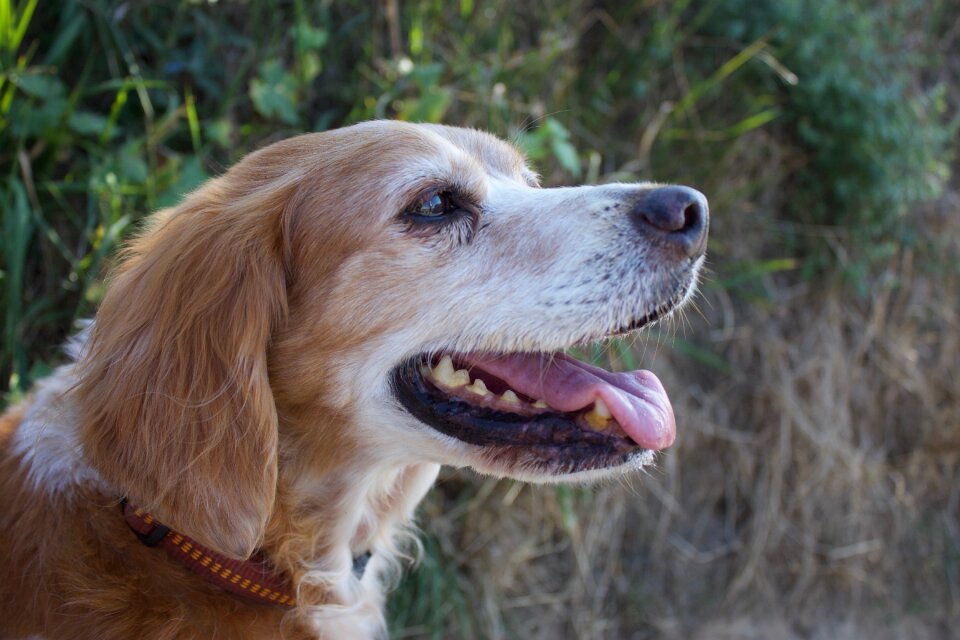 Epagneul spaniel dog photo