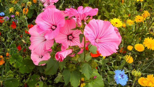 Outdoor landscape summer