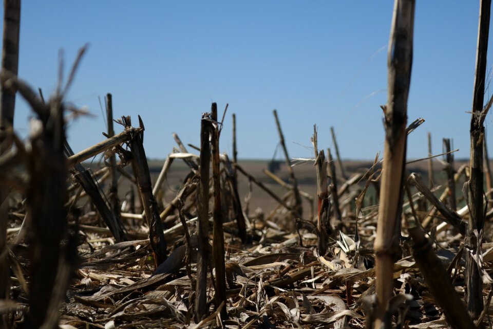 Crop the brazilian agribusiness open field