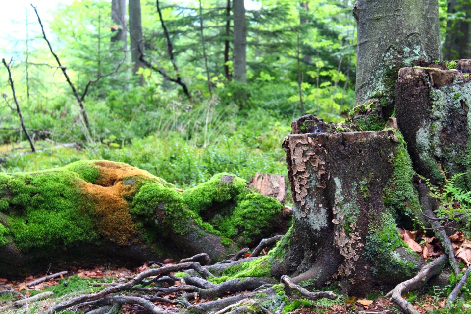 Forest moss tree