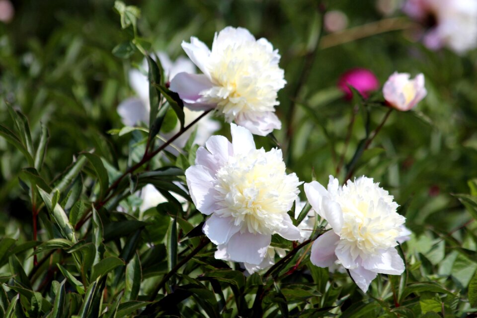 White flowers plant summer