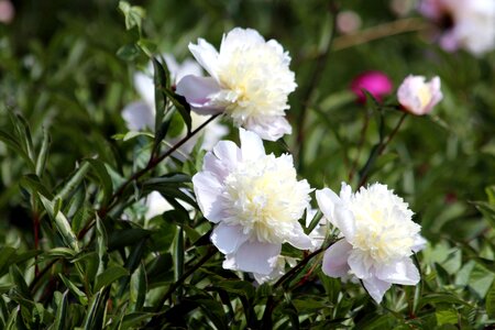 White flowers plant summer