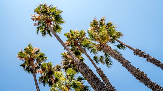 Tropical vacation sky