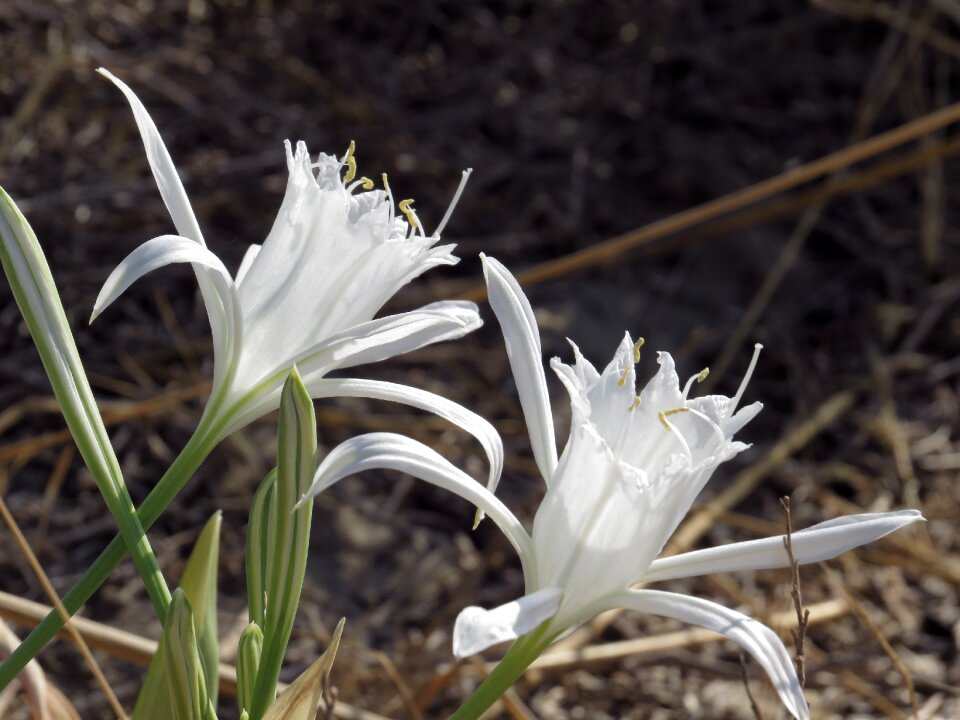 Peniscola reserve of irta flower dune