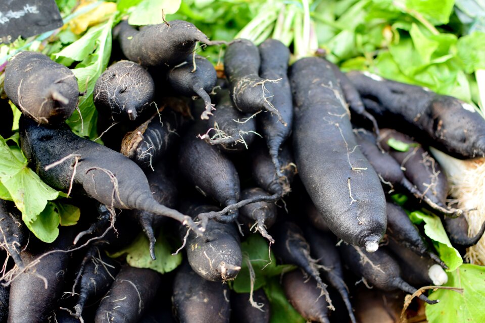 Salsify rotsak vegetable