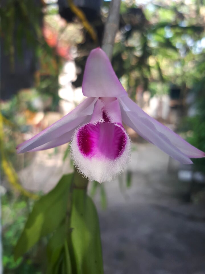 Dendrobium anosmum orchid