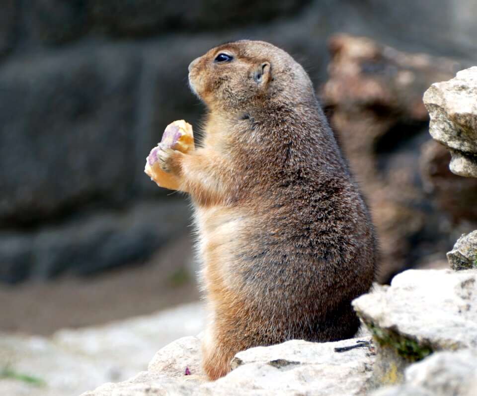 Nature rodent cute