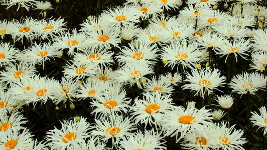 Outdoor landscape summer