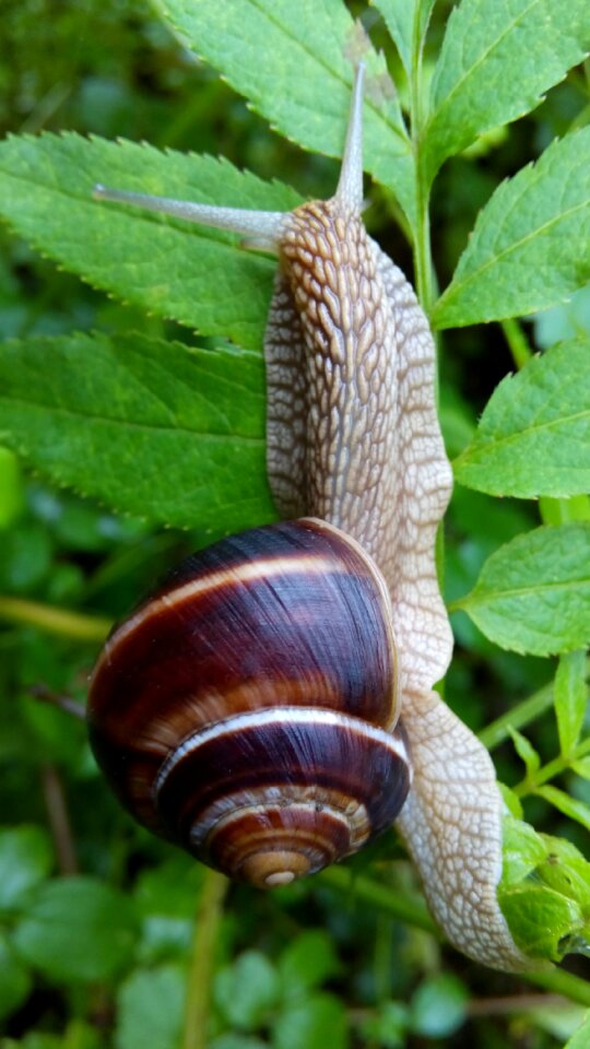 Nature live outdoor