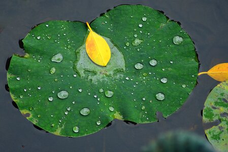 Lotus leaf pool lake photo