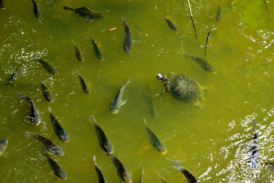 Shoal of fish lake pool