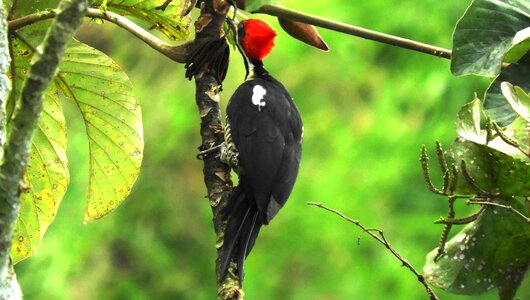 Bird plumage guatica