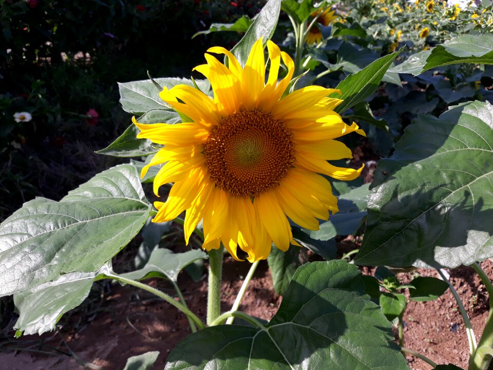 Sunflower yellow flowers