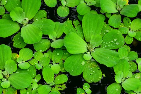 Water lotus aquatic plants green