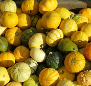 Pumpkins decorative squashes yellow photo