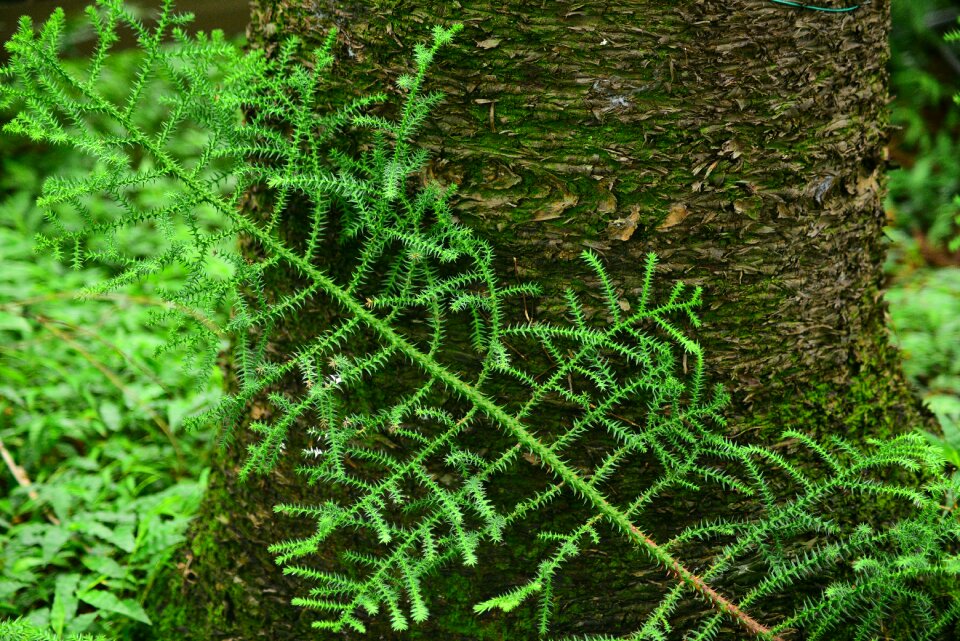 Pine tree woods forest