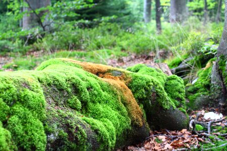Forest moss tree