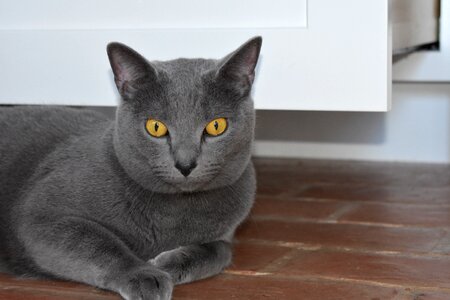 Gray feline