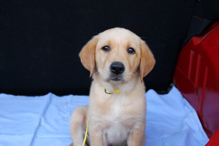 Hybrid labrador golden retriver photo