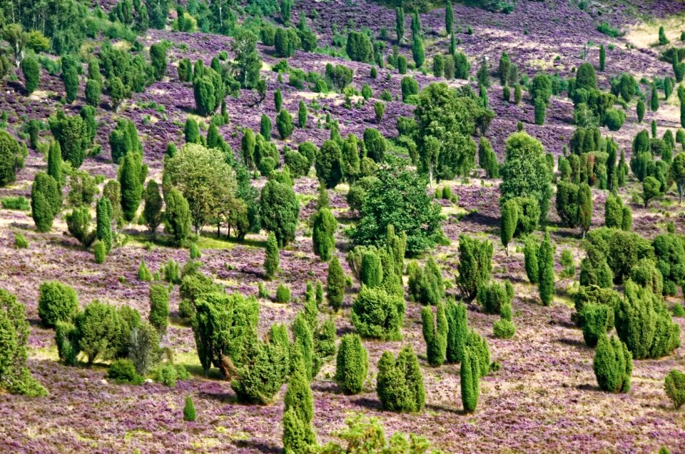 Heather nature reserve plant