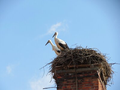Birds storchennest nature