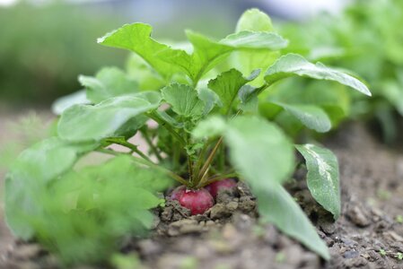 Vegetables flowerbed agriculture photo