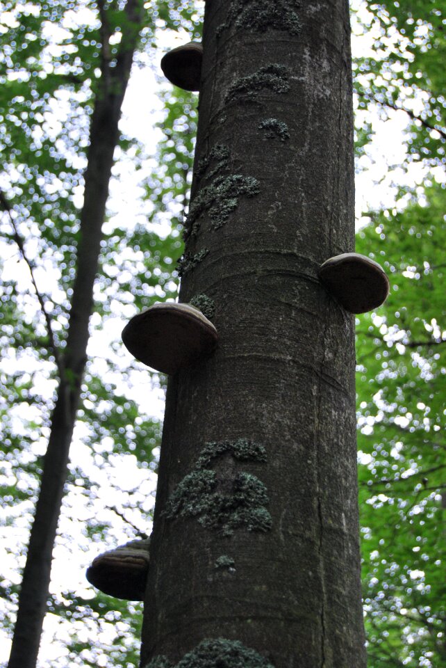 Tree forest hub