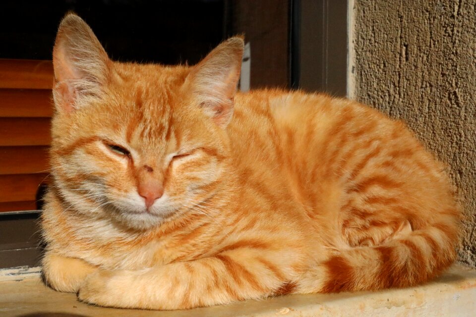 Animal rest mammal