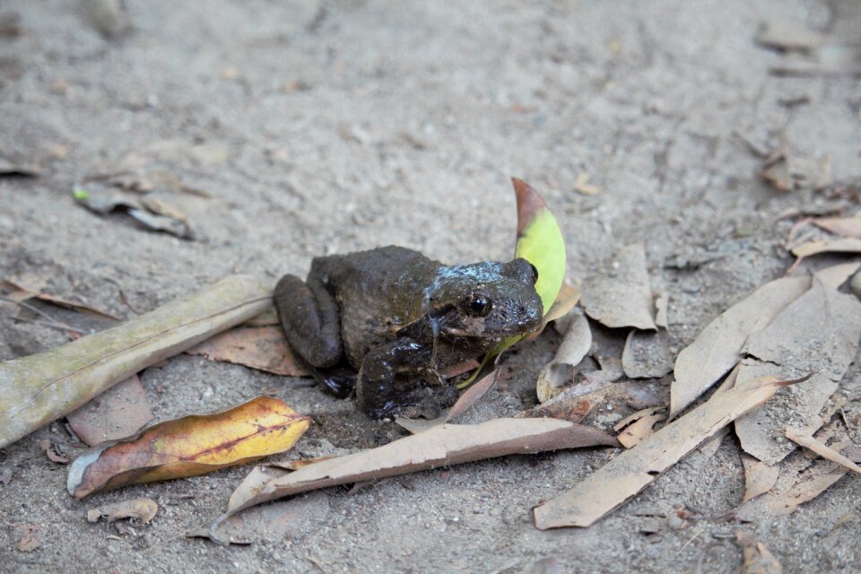 Frog amphibian amphibians