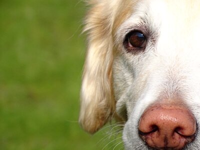Snout golden retriever pet