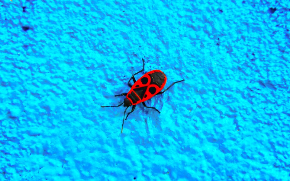 Wall graffiti animals