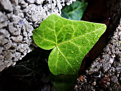 Spring wild foliage