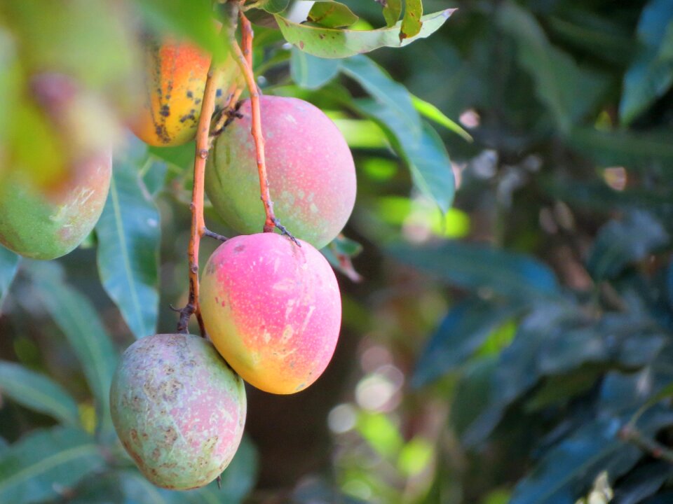 Nature fresh colorful