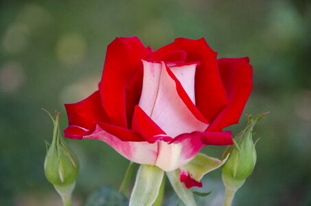 Red rose flower beautiful photo
